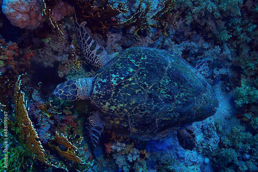 Fototapeta premium sea turtle underwater on a coral reef