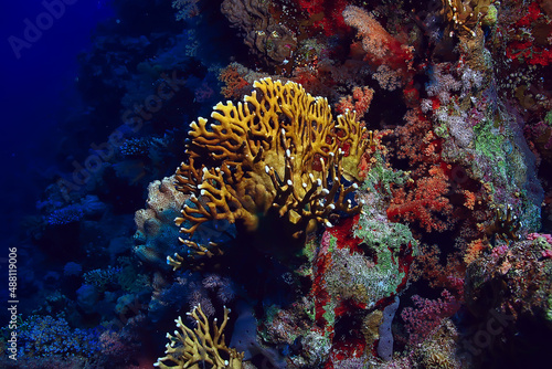 coral reef background, underwater marine life ecosystem ocean sea