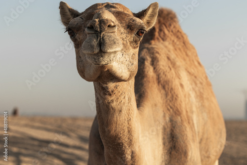 Camel close up 