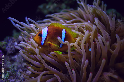 anemone fish, clown underwater orange fish sea background aquarium