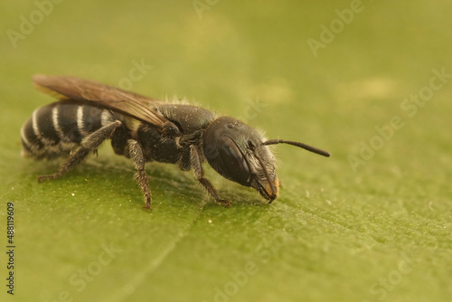 Closeup on a male mason bees from the Gard, Osmia cephalotes, sitting on a green leaf