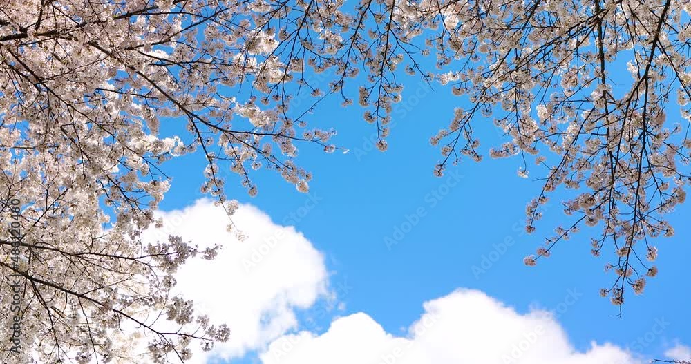 Background video of cherry blossoms in full bloom and blue sky in spring. Background video of cherry blossoms in full bloom and blue sky in spring.