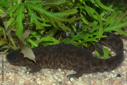 Closeup on an adult aquatic Spanish ribbed newt, Pleurodeles waltl photo