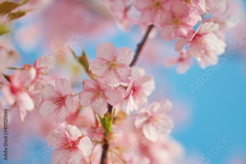 桜が躍る春の休日