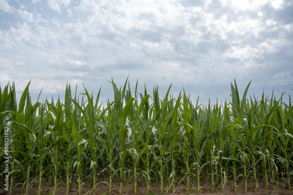 Corn field and blue sky Corn field and blue sky