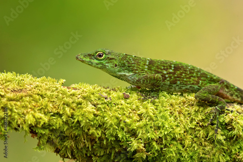 Anolis biporcatus, also known as the neotropical green anole or giant green anole, is a species of anole. Taken in Costa Rica