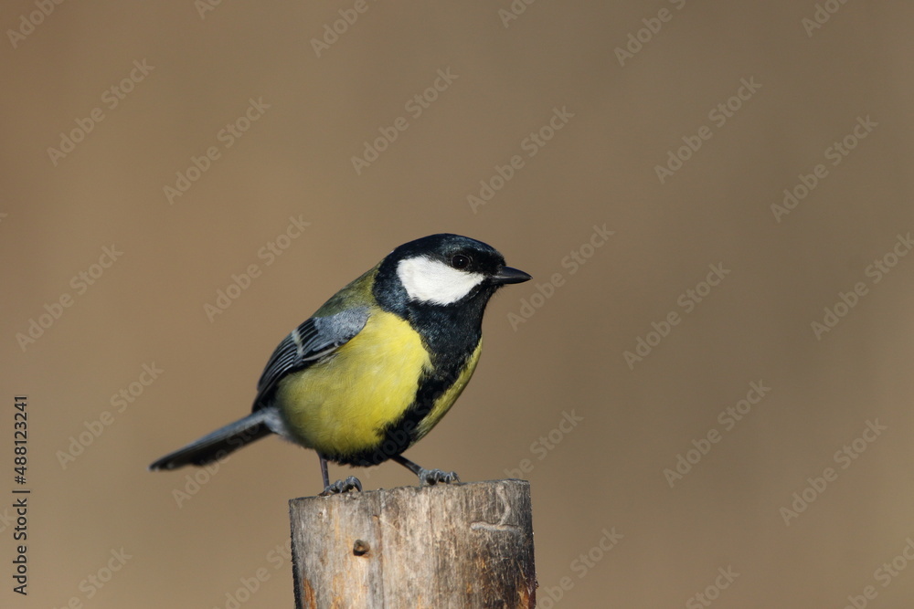 Naklejka premium A perching Great tit (Parus major).