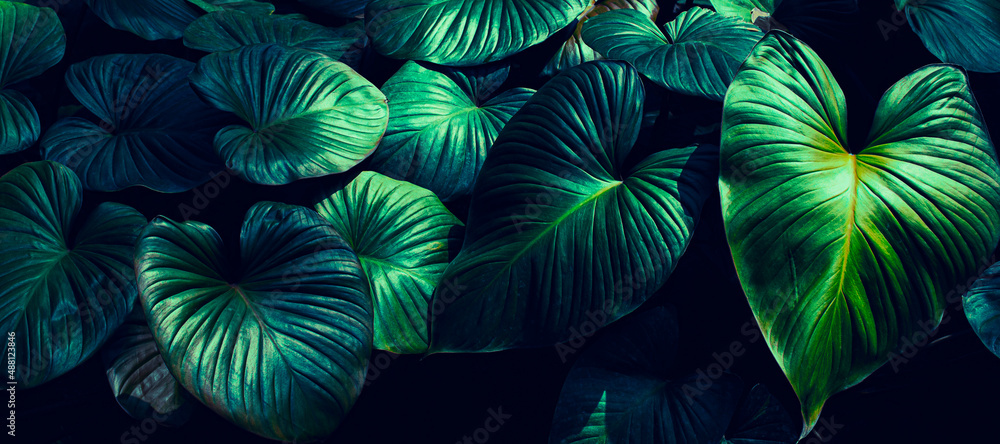 tropical foliage, dark green nature background tropical foliage, dark green nature background