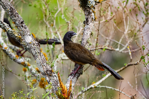 Closeup of a Chachalaca bird on a tree branch in a forest photo