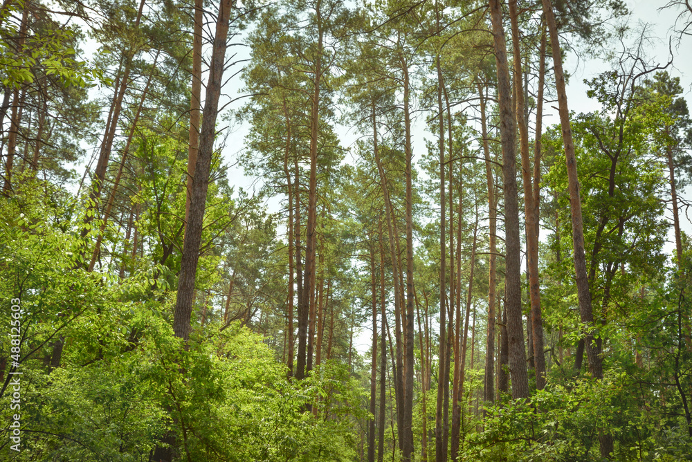 Summer scene. Mixed forest in a sunny summer day. Nature background.
Summer scene. Mixed forest in a sunny summer day. Nature background.
