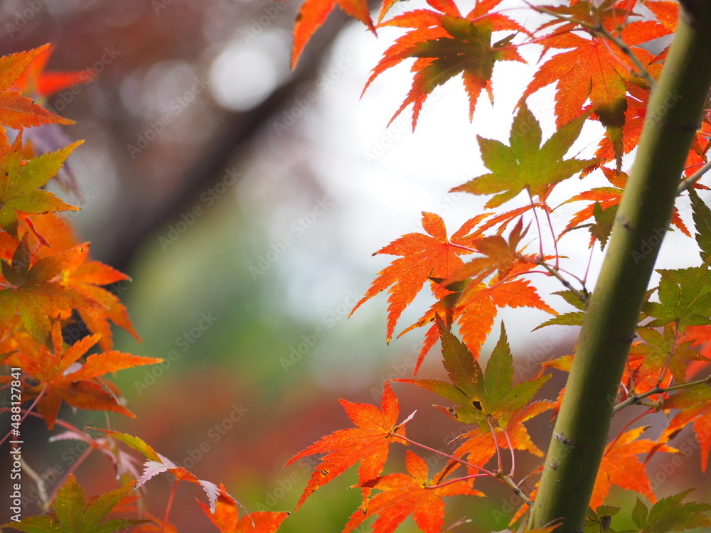 楓 竹の紅葉背景ボケstock Photo Adobe Stock