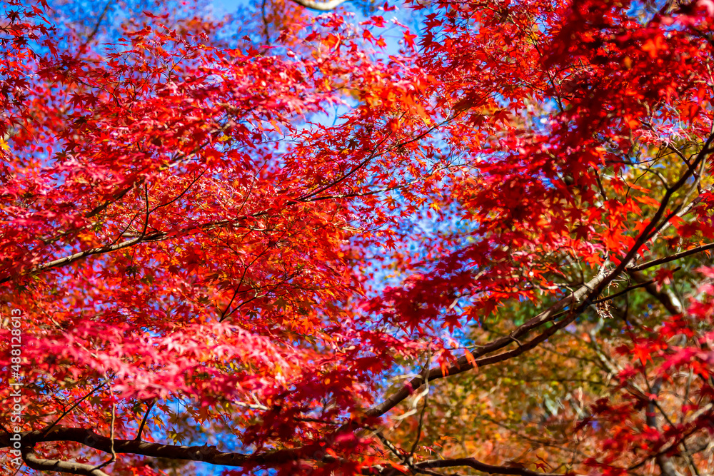 京都の毘沙門堂で見た、青空に映える真っ赤な紅葉