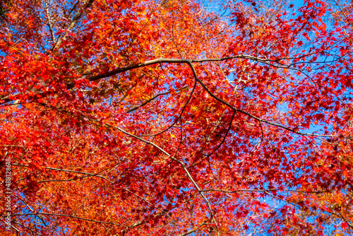 京都の毘沙門堂で見た、青空に映える真っ赤な紅葉