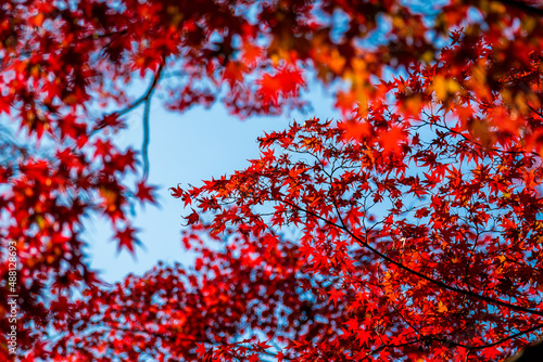 京都の毘沙門堂で見た、青空に映える真っ赤な紅葉