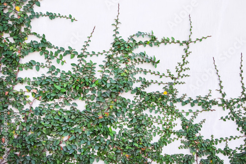 Colorful small green creeping fig plant ( ficus pumila ) growing decorative on white concrete wall with natural background photo