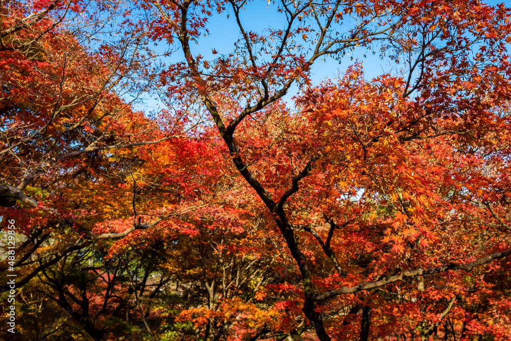 秋の京都・東福寺で見た、赤やオレンジ色の鮮やかな紅葉と青空