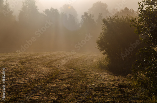 a thick morning fog covers the green juicy and freshly mown grass