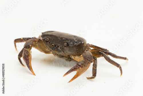 freshwater crab isolated on white background
