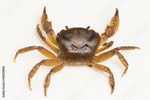 freshwater crab isolated on white background 