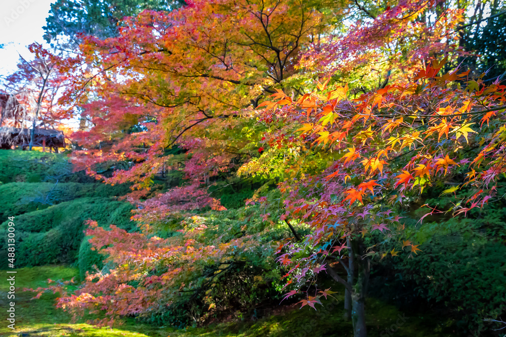京都の東福寺塔頭・光明院の石庭で見た、色鮮やかな紅葉の木々