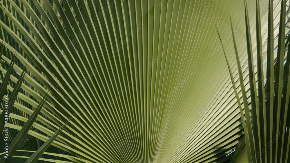 Fototapeta premium palm tree leaves