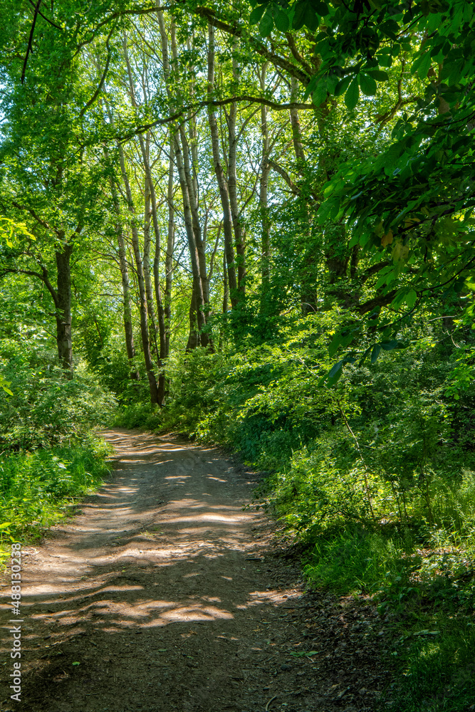 Naklejka premium Forest Road.