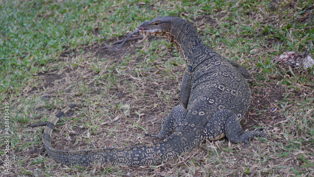 lizard in the grass lizard in the grass