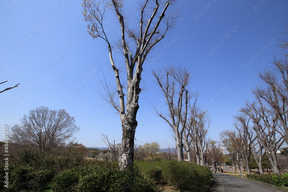 Fototapeta premium 公園