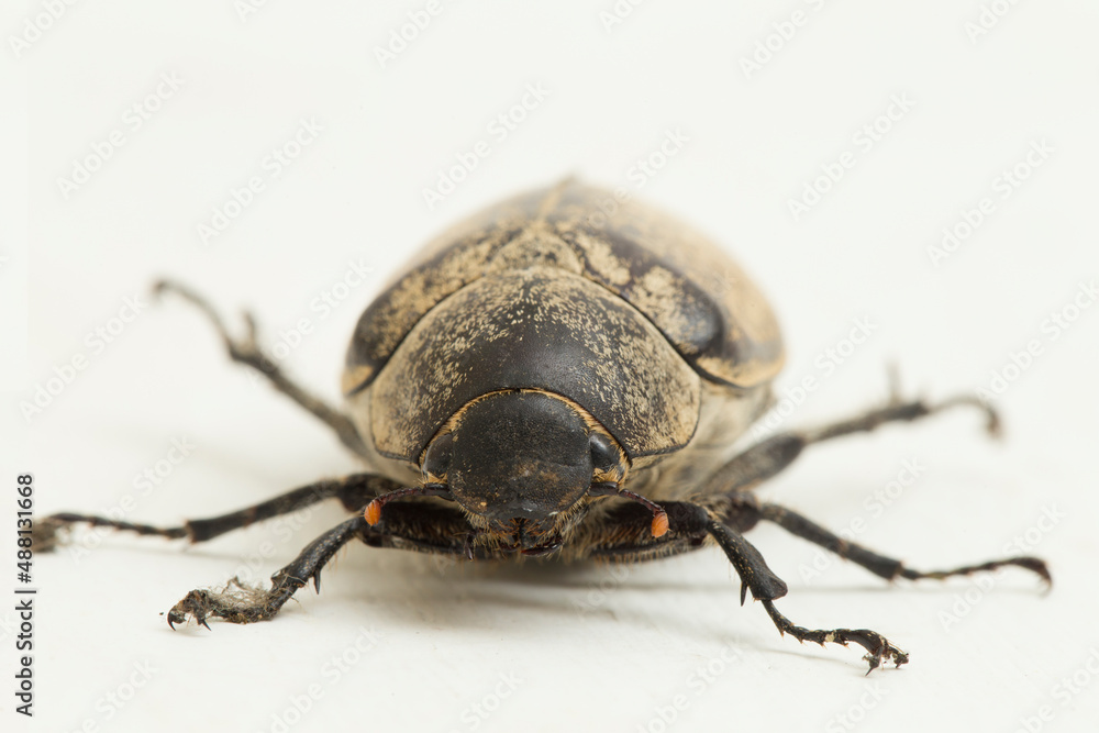 Insect Mottled flower scarab Protaetia fusca isolated on white background
Insect Mottled flower scarab Protaetia fusca isolated on white background