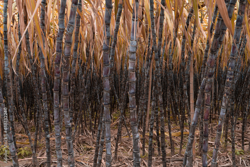 Mature sugarcane grown in the plantation Mature sugarcane grown in the plantation