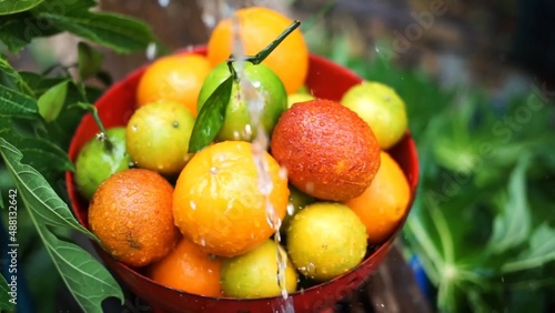 Oranges, mandarins, limes are in the bowl while water is pouring to it green fresh leaves in the background colors are bright orange green yellow red some fruits have branches 