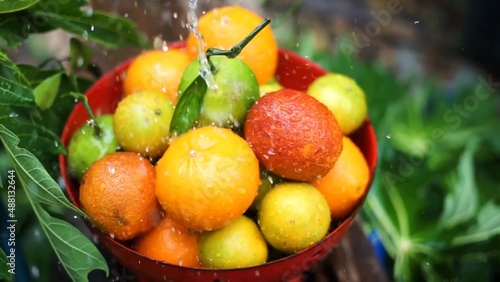 Oranges, mandarins, limes are in the bowl while water is pouring to it green fresh leaves in the background colors are bright orange green yellow red some fruits have branches 