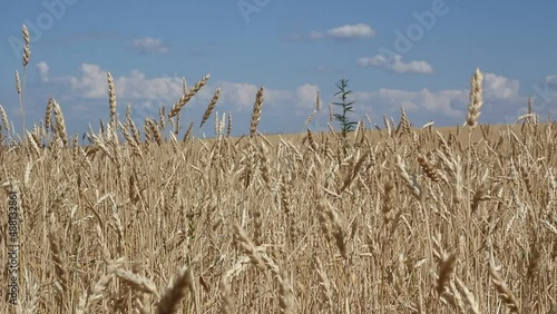 Golden wheat fields is ripe and ready for harvest, panning motion.