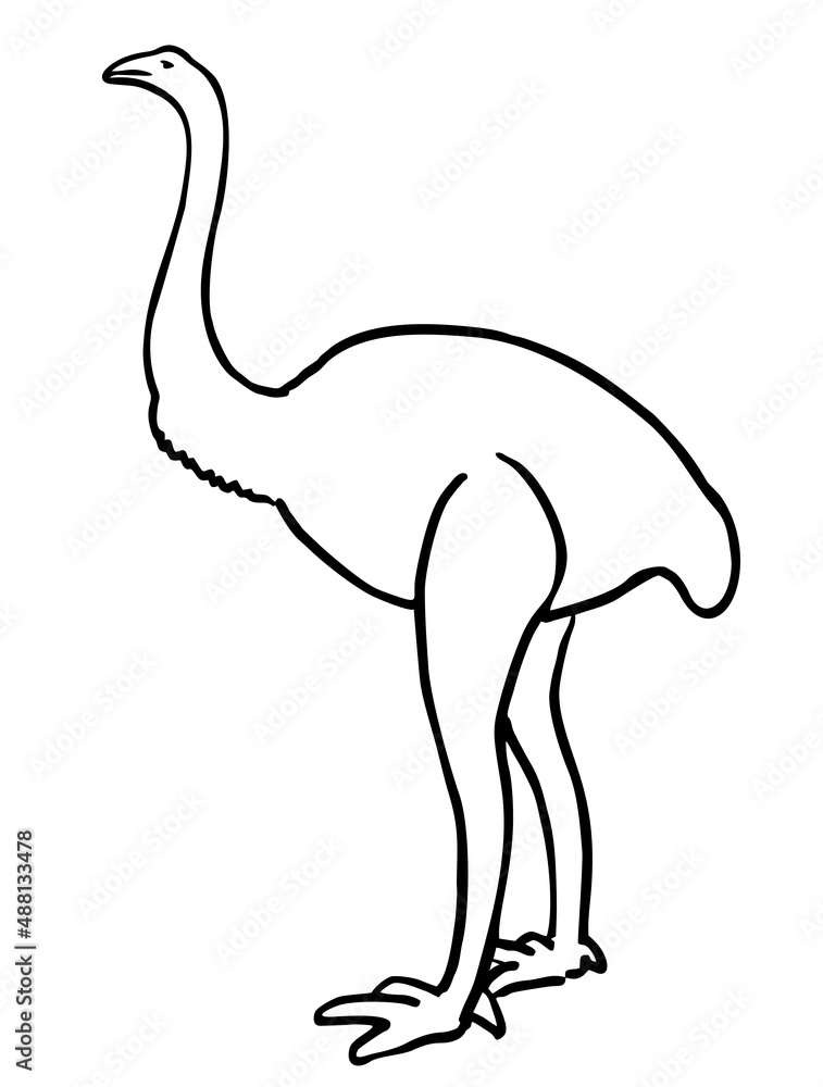 Fototapeta premium Ostrich in line style isolated on white background. Vector illustration. Sketch ostrich. Animal in the African zoo