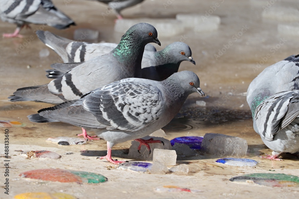 Fototapeta premium Pigeon drinking from a pond