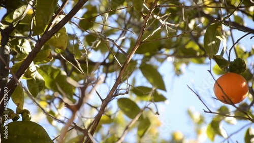 Lone fresh mandarin on the tree branches around blue sky in the background green leaves it's a windy day and you see the movement amazing nature is everywhere environment eco-friendly farming fruit