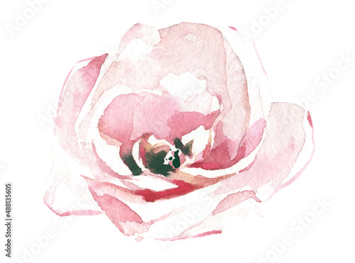  Watercolor painted light pink rose flower. Vector traced floral isolated illustration.