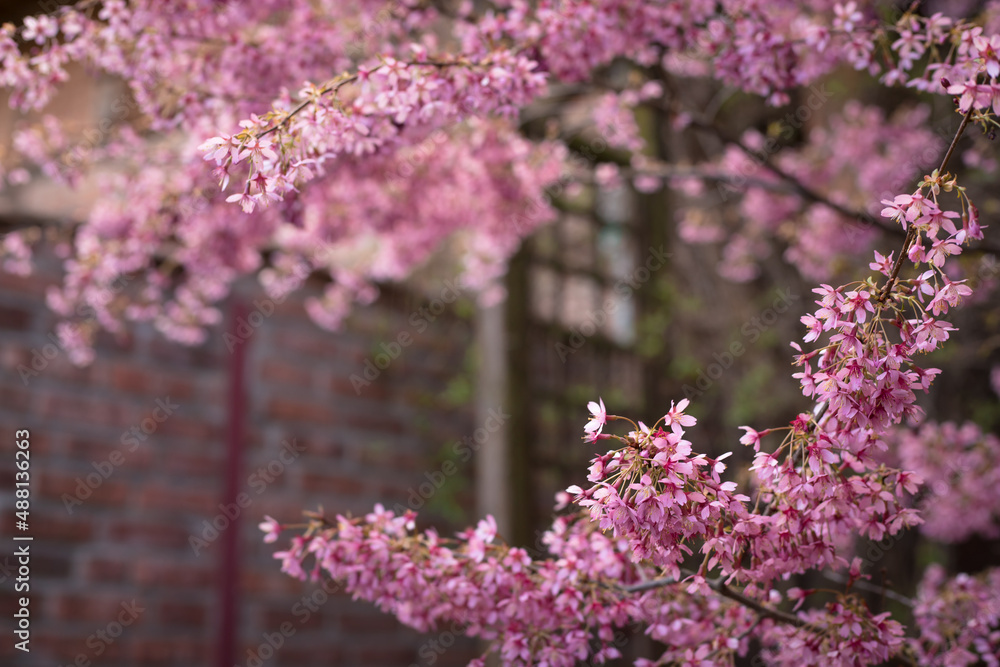 Pink cherry blossom branches on blurred garden background. 