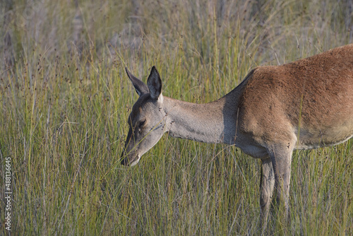 a doe grazing grass in a prairie at donana national park, Andalusia, Spain photo