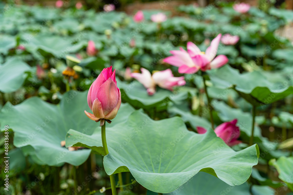 Nelumbo nucifera, also known as Indian lotus, sacred lotus or simply lotus, is one of two extant species of aquatic plant in the family Nelumbonaceae.