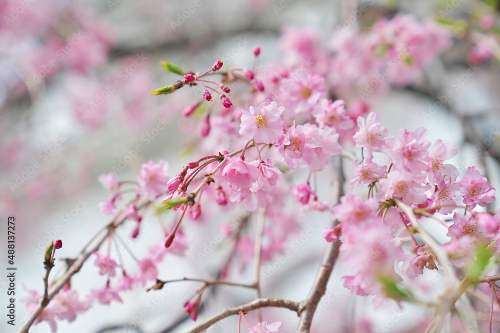 満開の枝垂れ桜を見上げて