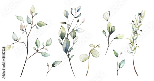 Watercolor floral set of dried eucalyptus, leaves, branches, twigs etc. Vector traced illustration isolated. 