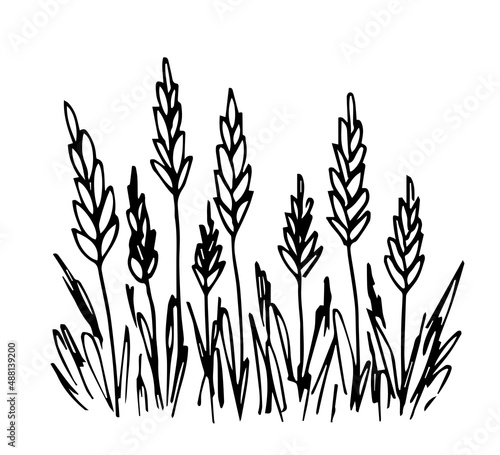 Simple hand-drawn vector drawing in black outline, in engraving style. Wheat ears, cereal plants, farm field. Cultivation of agricultural crops. Seasonal harvest. Ink sketch.
