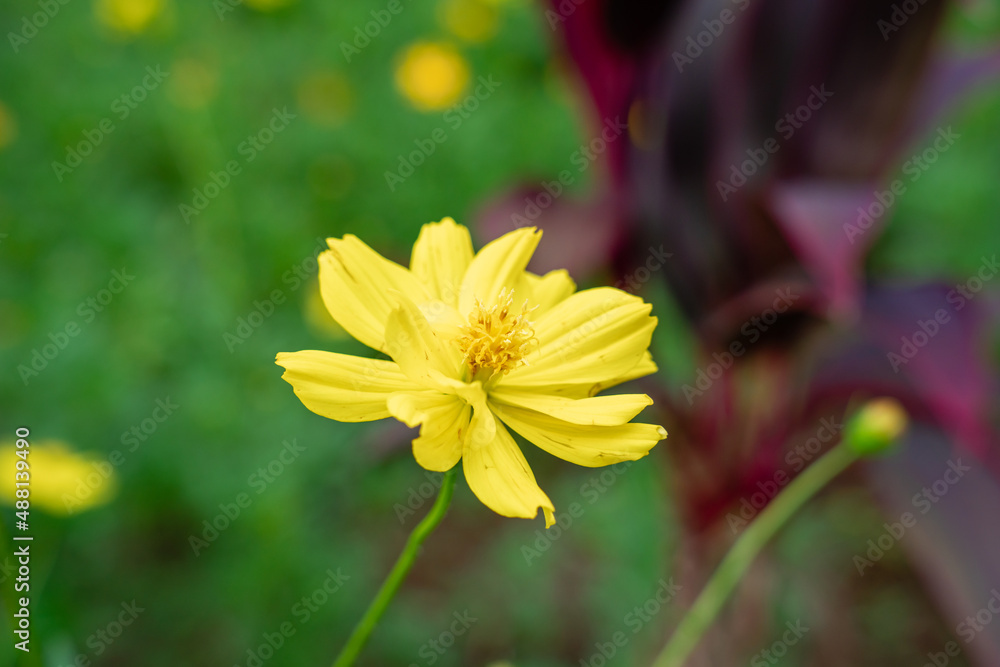 Cosmos sulphureus is a species of flowering plant in the sunflower family Asteraceae, also known as sulfur cosmos and yellow cosmos. Selective focus. defocus background. Cosmos sulphureus is a species of flowering plant in the sunflower family Asteraceae, also known as sulfur cosmos and yellow cosmos. Selective focus. defocus background.