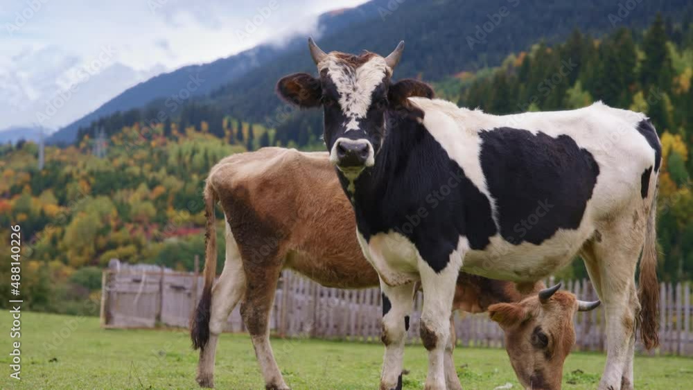 Beautiful wild cows grazing in the wild against mountains background. Slow motion Beautiful wild cows grazing in the wild against mountains background. Slow motion