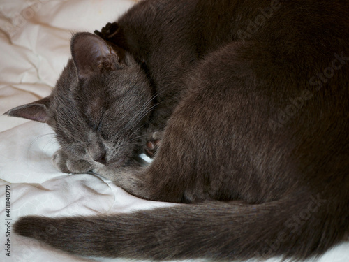 portrait of a grey cat with stripes is lying on a bed.