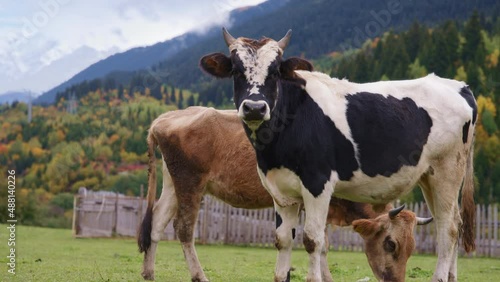 Wallpaper Mural Beautiful wild cows grazing in the wild against mountains background. Slow motion Torontodigital.ca