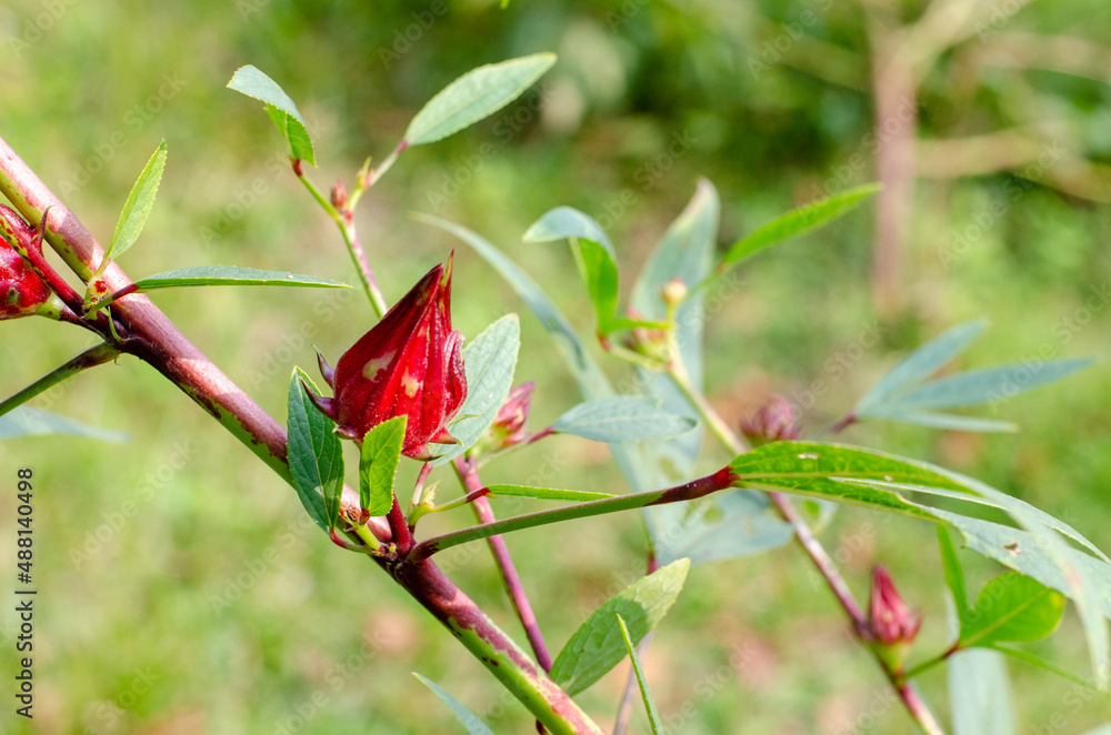 Roselle or Chukai is full of micronutrient Roselle or Chukai is full of micronutrient