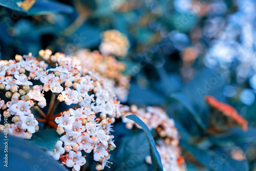 flowers, Spring blossom close-up, macro
