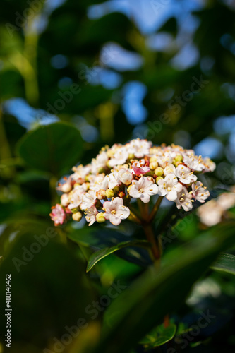 flowers, Spring blossom close-up, macro